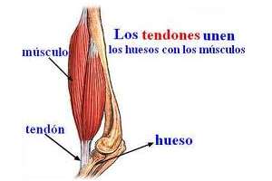 Complementos nutricionales para reforzar tendones y articulaciones